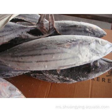 BQF Frozen Seluruh Skipjack Tuna untuk tin dalam tin